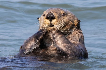 Sea Otter Closeup  