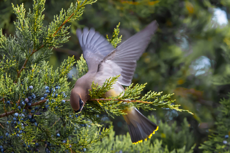 Cedar Waxwing with the Juniper Berries