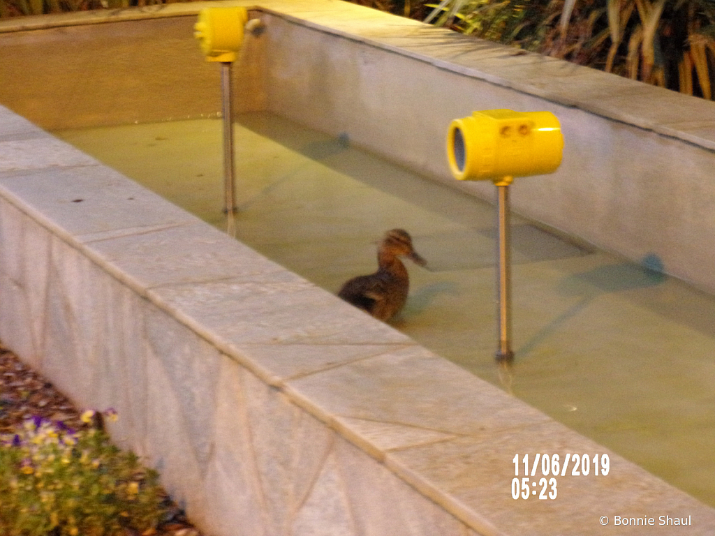 Morning swim in our company fountain