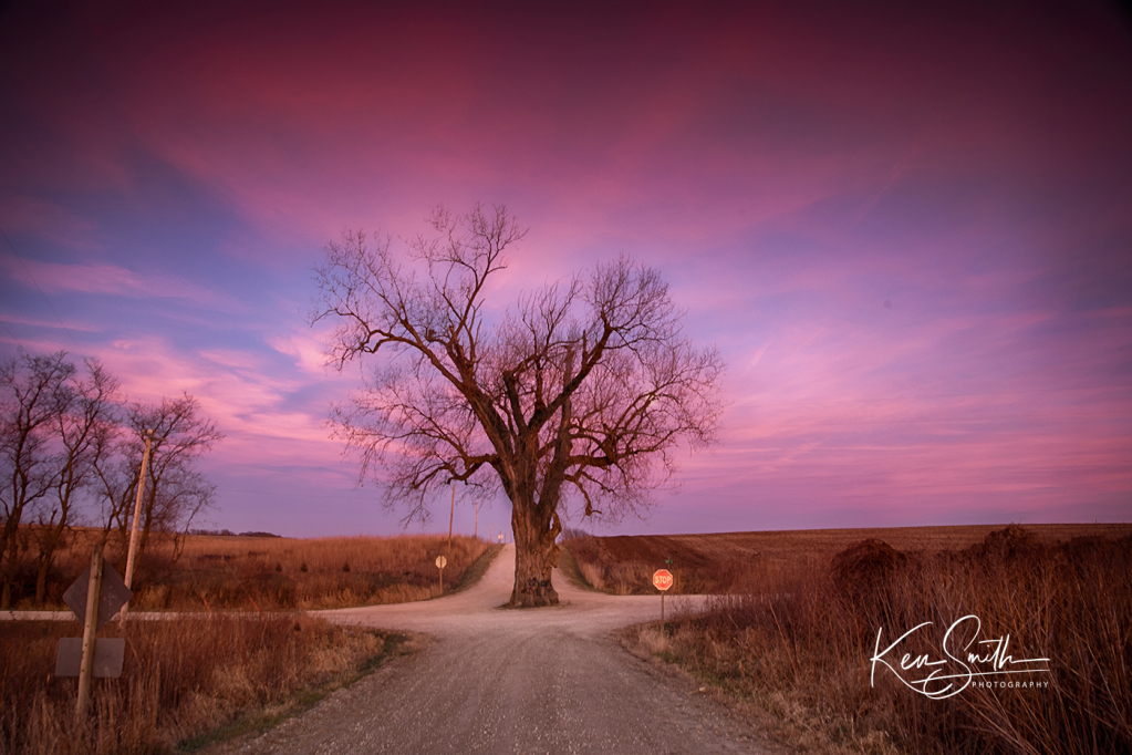 Tree in the Middle of the Road