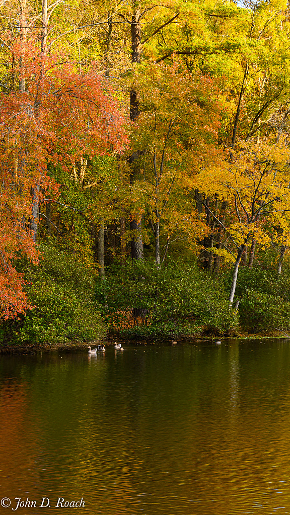 Autumn Scene - ID: 15768214 © John D. Roach