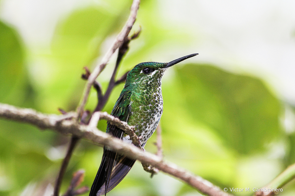 Hummingbird