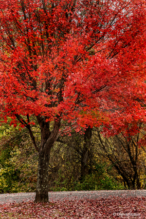 Autumn Red 10-29-19 179