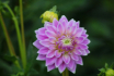 Perfect Dahlia