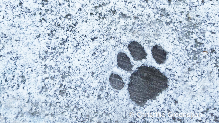 First Touch Of Snow