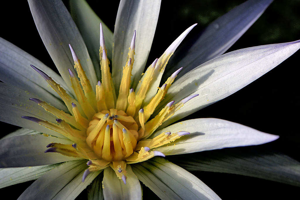 Water Lily