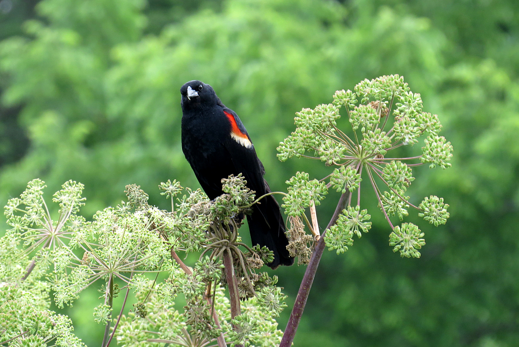 Curious Blackbird