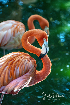 Flamingos at Jacksonville, FL Zoo