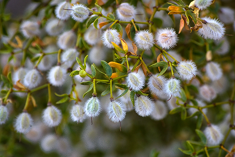 Creosote