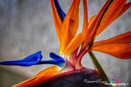 Blue Bird of Paradise