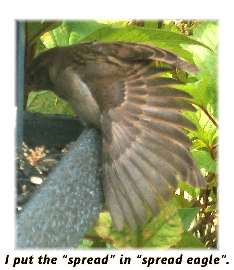 spread sparrow wing