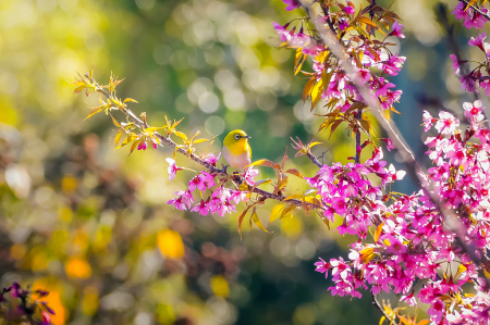 Bird and Cheery