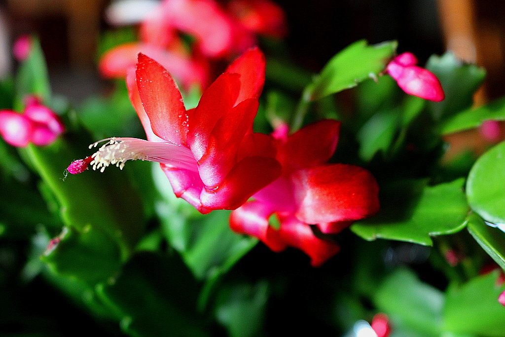 Christmas Cactus