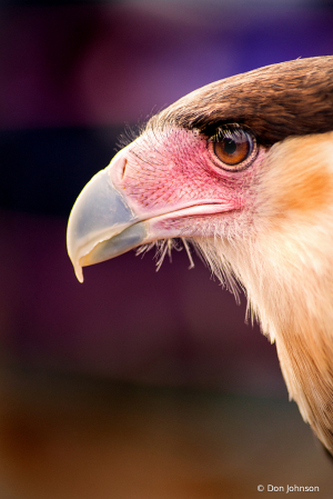 Raptor Profile 11-10-19 136