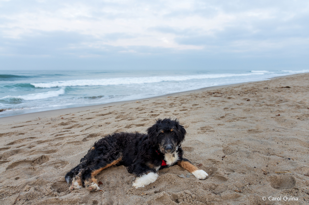 Beach Bum