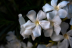 Oleanders