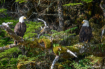 eagles in Alaska