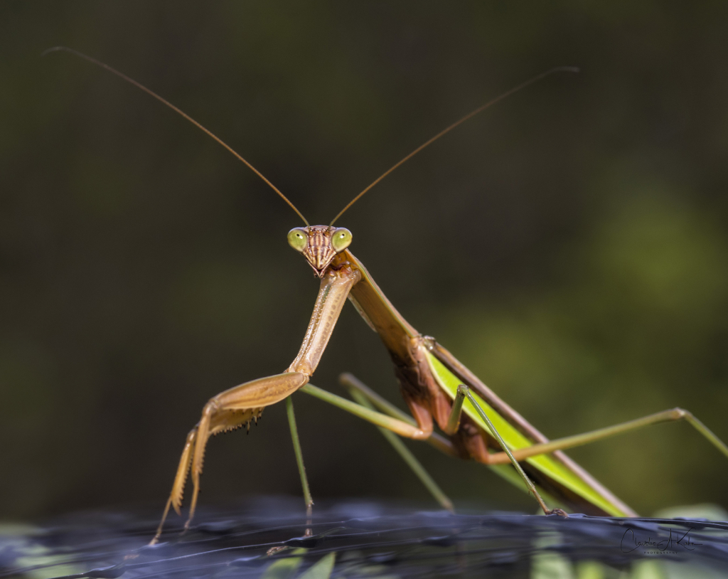 Garden Visitor