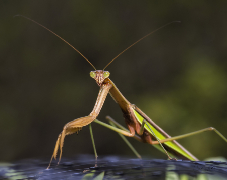 Garden Visitor