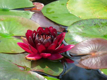 Dark Red Lily