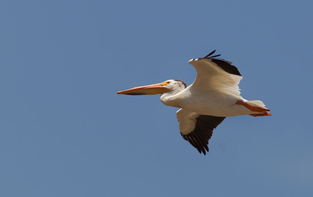 Pelican on the Wing