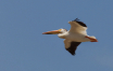 Pelican on the Wi...