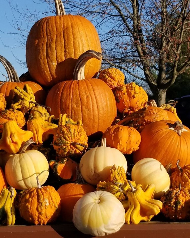 Pile Of Pumpkins