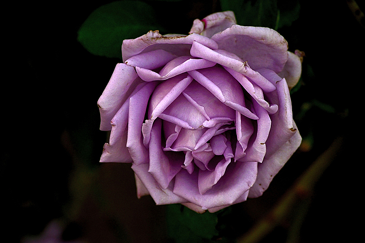 Faded Rose