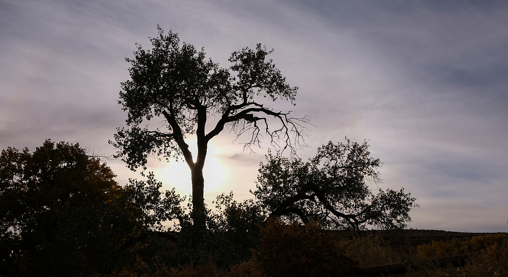 dancing tree in the evening light