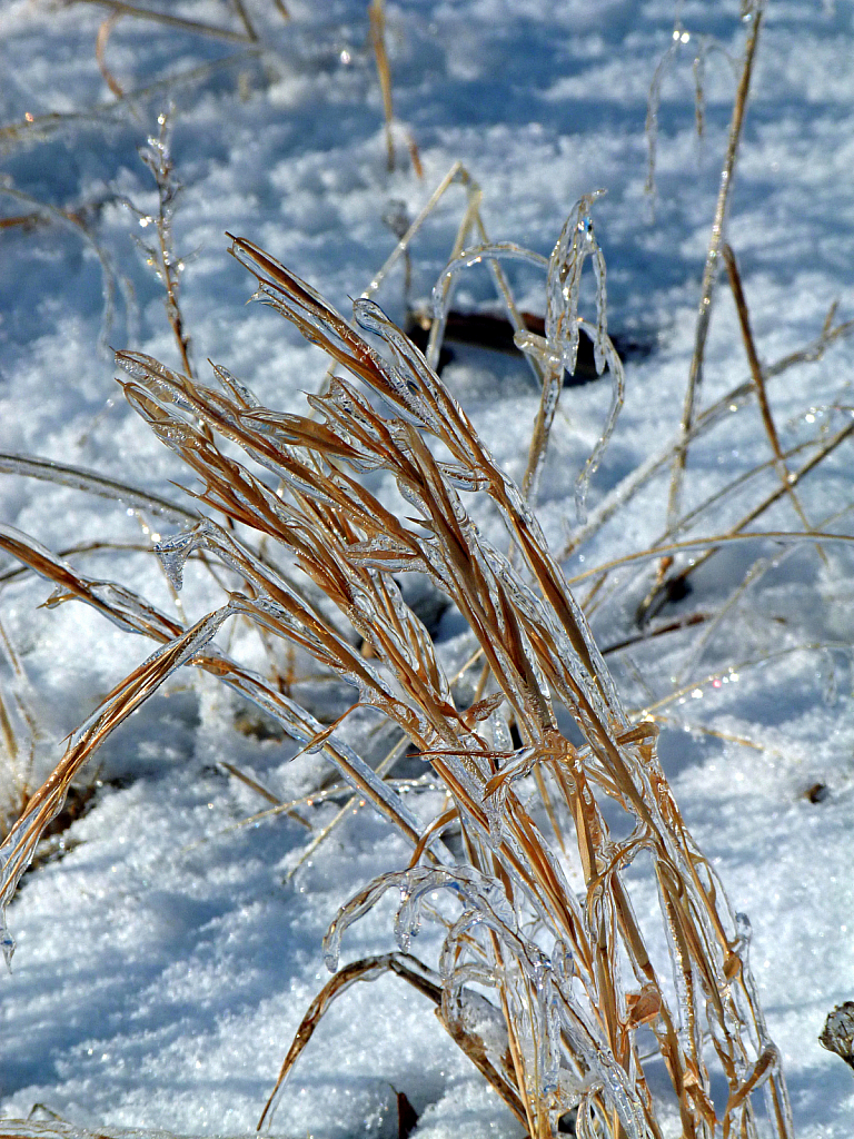 Winter Grass