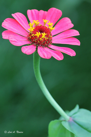 Pink Zinnia #3