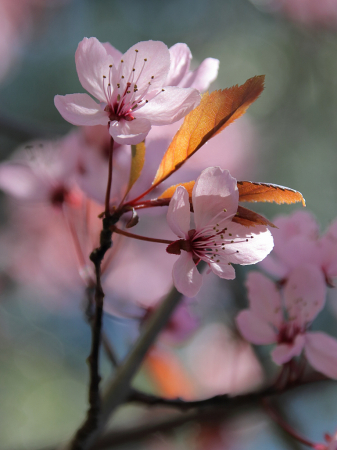 Pink plum blossoms