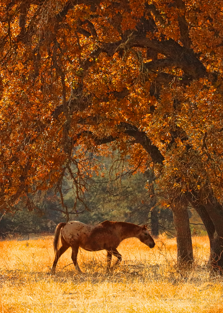 Appy and Fall Oaks