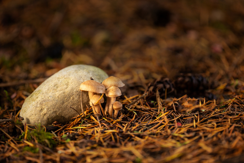 Shroom Family