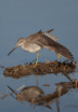 Long-billed dowit...