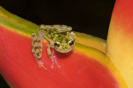 Glass frog