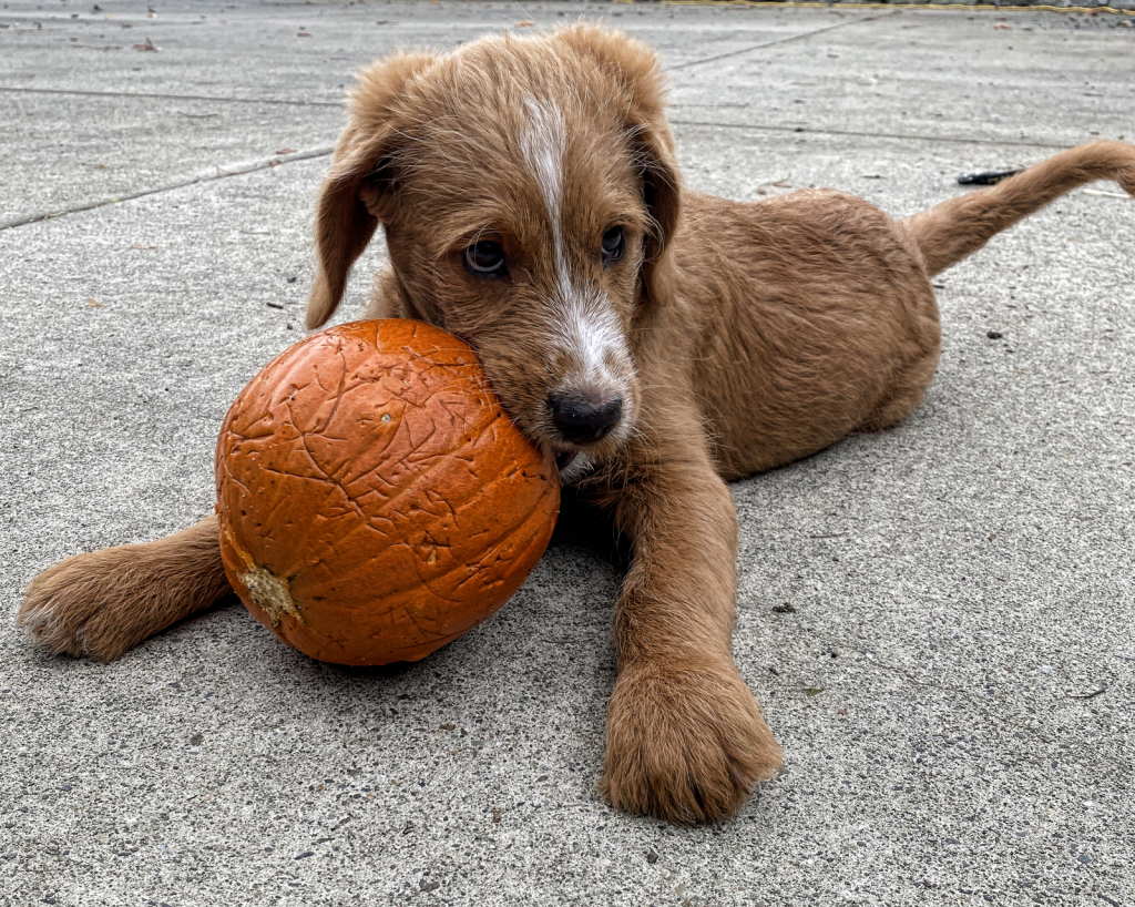 Pumpkin Pup