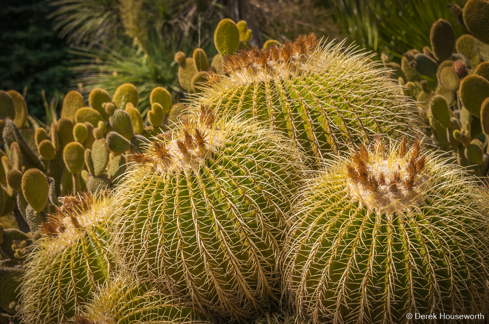 Golden Barrel Cacti