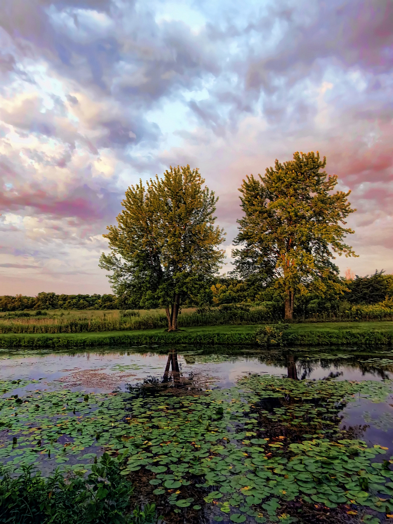 Two Trees Reflected