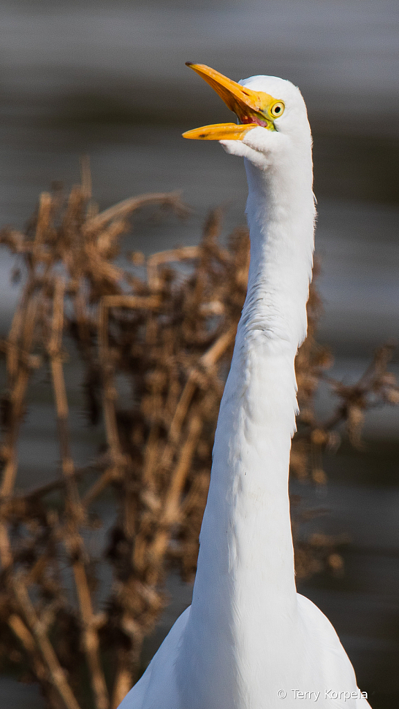 Great Egret - ID: 15772199 © Terry Korpela