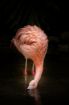 Flamingo Drinking