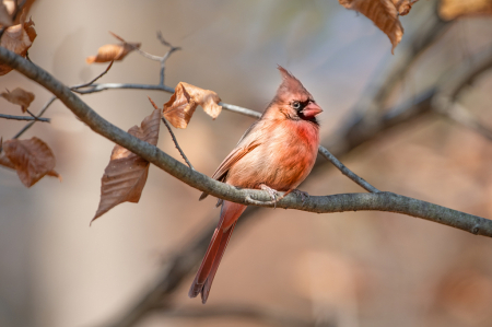 Cardinal in the Woods