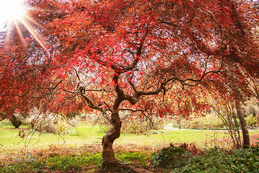 Tree of Knowledge