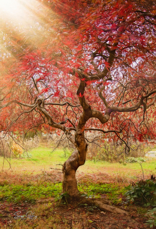 Tree of Knowledge 