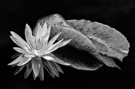 Lily Reflection  