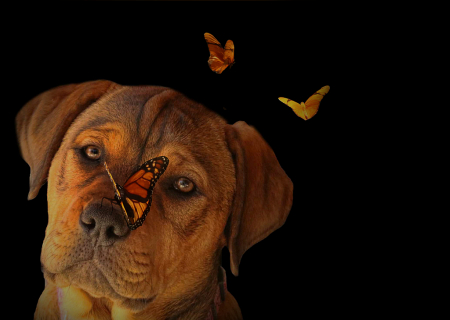 Zoey and the Butterflies
