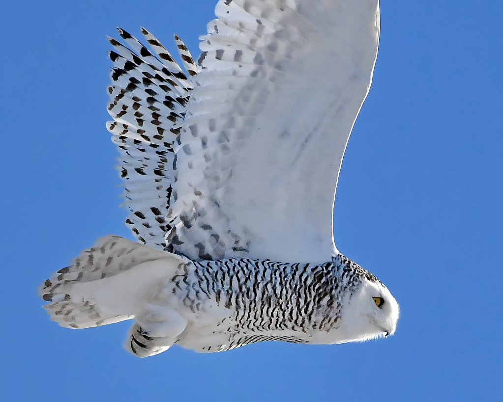 The Beauty of Snowy Owls