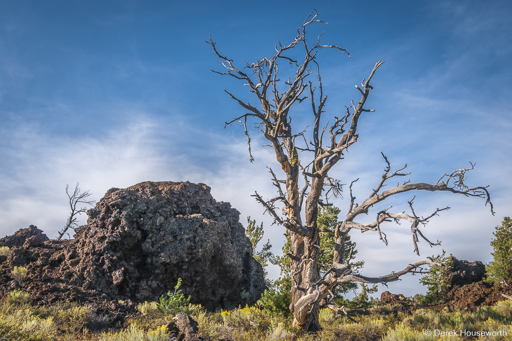 Limber Pine