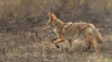 Coyote on the run