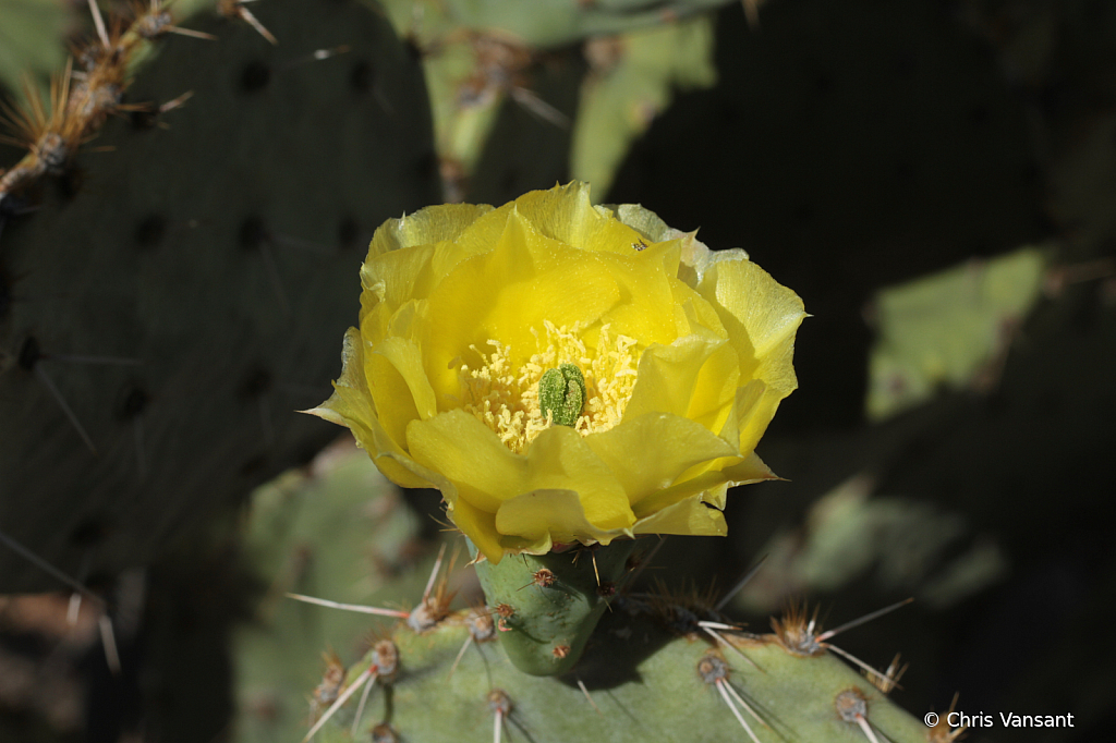 20180513_0327 Prickly Pear Cactus - ID: 15774318 © Chris Vansant